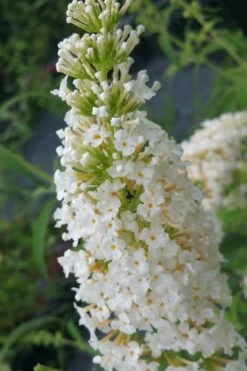 White Profusion Butterfly Bush - 3 Gallon Pot -Garden Plant Shop buddleia davidii white profusion butterfly bush 2