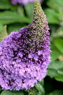 Pugster Amethyst Butterfly Bush - 3 Gallon Pot