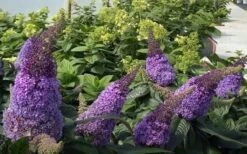 Pugster Amethyst Butterfly Bush - 3 Gallon Pot -Garden Plant Shop buddleia pugster amethyst butterfly bush 7