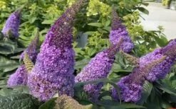 Pugster Amethyst Butterfly Bush - 3 Gallon Pot -Garden Plant Shop buddleia pugster amethyst butterfly bush 8