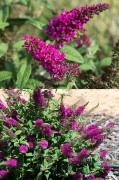Summer Sips 'Sangria' Dwarf Butterfly Bush - 3 Gallon Pot -Garden Plant Shop buddleia summer sips sangria dwarf butterfly bush 2