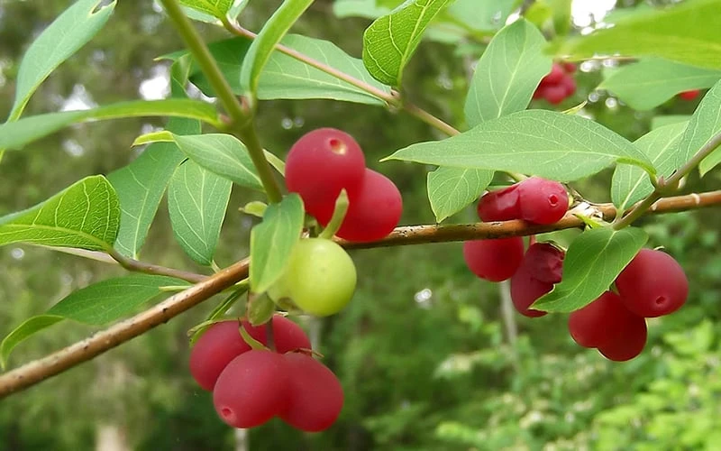 Fragrant Winter Honeysuckle Bush (Lonicera Fragrantissima) - 3 Gallon Pot 7 Fragrant Winter Honeysuckle Bush (Lonicera Fragrantissima) - 3 Gallon Pot - Image 7