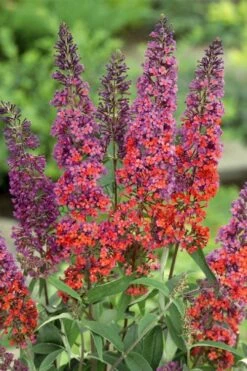 BiColor Butterfly Bush (Buddleia X Weyeriana) - 1 Gallon Pot -Garden Plant Shop butterfly bush bicolor 3