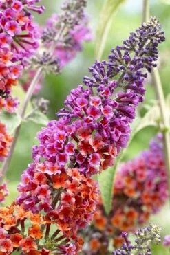 BiColor Butterfly Bush (Buddleia X Weyeriana) - 1 Gallon Pot -Garden Plant Shop butterfly bush bicolor 5
