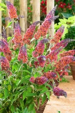 BiColor Butterfly Bush (Buddleia X Weyeriana) - 1 Gallon Pot -Garden Plant Shop butterfly bush bicolor 6