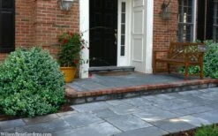 Gordo Boxwood - 1 Gallon Pot -Garden Plant Shop buxus gordo boxwood 2 1