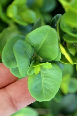 Gordo Boxwood - 1 Gallon Pot -Garden Plant Shop buxus gordo boxwood 3 1