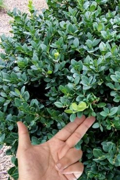 Gordo Boxwood - 5 Pack Of Quart Pots -Garden Plant Shop buxus gordo boxwood 4