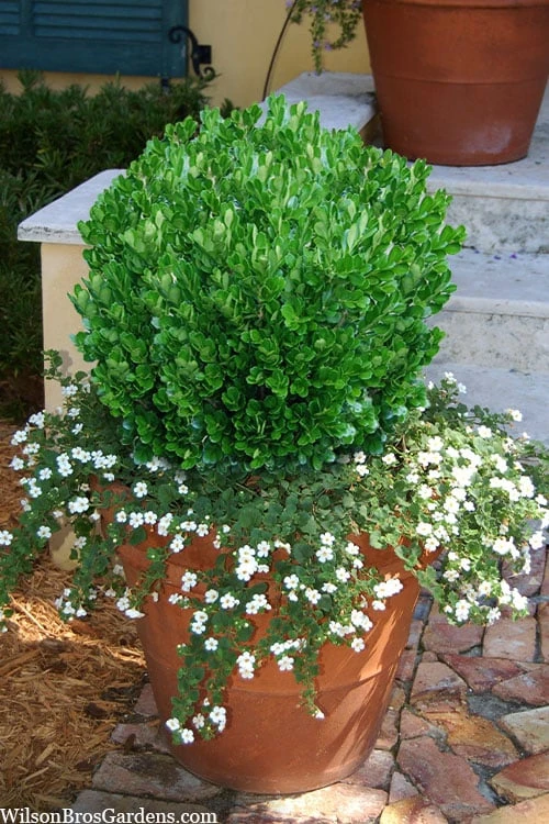 Richard Boxwood (Buxus Harlandii) - 3 Gallon Pot 6 Richard Boxwood (Buxus Harlandii) - 3 Gallon Pot - Image 6