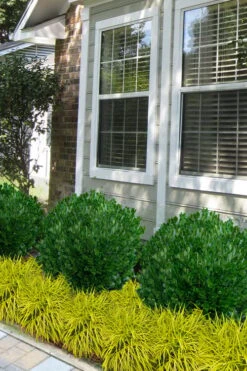 Richard Boxwood (Buxus Harlandii) - 3 Gallon Pot 10 Richard Boxwood (Buxus Harlandii) - 3 Gallon Pot -Garden Plant Shop buxus harlandii richard dwarf boxwood 5