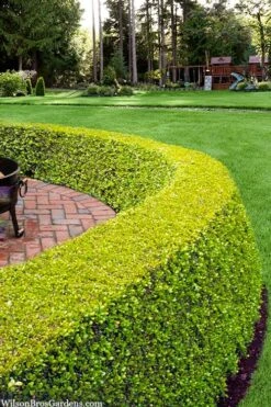 Golden Triumph Variegated Dwarf Boxwood - 6 Pack Of 1 Gallon Pots 9 Golden Triumph Variegated Dwarf Boxwood - 6 Pack Of 1 Gallon Pots -Garden Plant Shop buxus microphylla golden triumph boxwood hedge 2 1