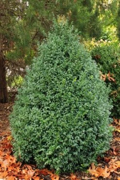 John Baldwin Pyramidal Boxwood - 3 Gallon Pot -Garden Plant Shop buxus microphylla john baldwin boxwood 6