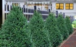 John Baldwin Pyramidal Boxwood - 3 Gallon Pot -Garden Plant Shop buxus microphylla john baldwin boxwood 8