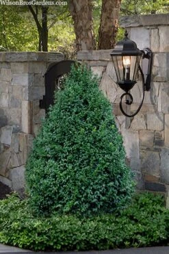 John Baldwin Pyramidal Boxwood - 3 Gallon Pot -Garden Plant Shop buxus microphylla john baldwin boxwood 9