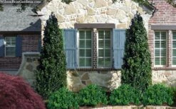 Arctic Emerald Columnar Boxwood - 6 Pack Of 1 Gallon Pots -Garden Plant Shop buxus sempervirens arctic emerald boxwood 103