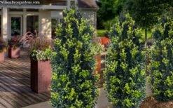 Arctic Emerald Columnar Boxwood - 6 Pack Of 1 Gallon Pots -Garden Plant Shop buxus sempervirens arctic emerald boxwood 105