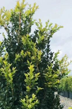 Arctic Emerald Columnar Boxwood - 6 Pack Of 1 Gallon Pots -Garden Plant Shop buxus sempervirens arctic emerald boxwood 12