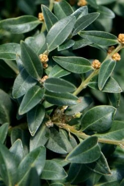 Arctic Emerald Columnar Boxwood - 6 Pack Of 1 Gallon Pots -Garden Plant Shop buxus sempervirens arctic emerald boxwood 16