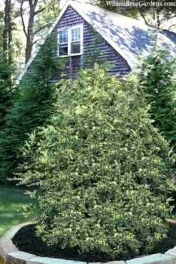 Golden Weeping Boxwood (Buxus Sempervirens 'Aurea Pendula') - 1 Gallon Pot -Garden Plant Shop buxus sempervirens aurea pendula variegated weeping boxwood 3