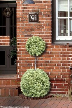 Variegated Boxwood 2-Ball Poodle Tier Topiary - 5 Gallon Pot -Garden Plant Shop buxus sempervirens aureovariegata boxwood 2 ball poodle tier 8