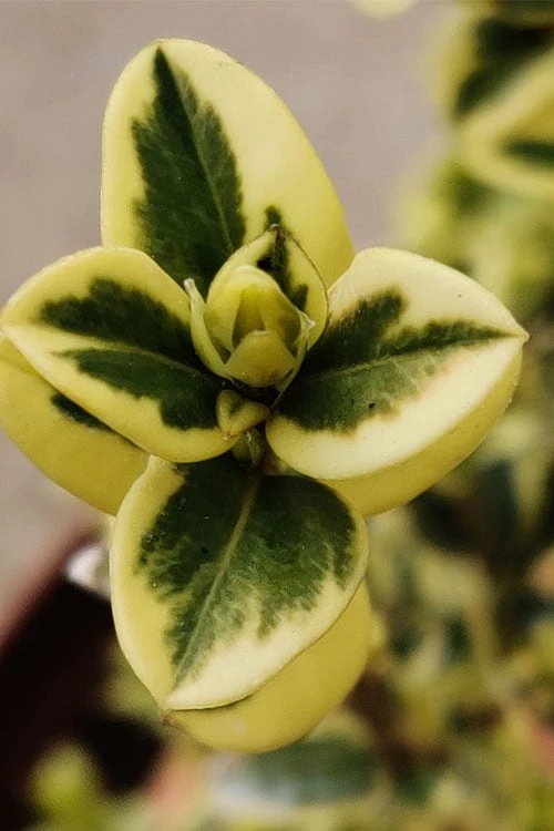 Variegated Boxwood (Buxus Sempervirens 'Aureovariegata') - 2 Gallon Pot 6 Variegated Boxwood (Buxus Sempervirens 'Aureovariegata') - 2 Gallon Pot - Image 6