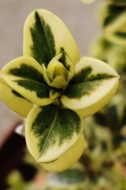 Variegated Boxwood (Buxus Sempervirens 'Aureovariegata') - 2 Gallon Pot - SALE -Garden Plant Shop buxus sempervirens aureovariegata variegated boxwood 1 3