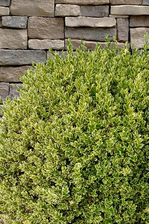 Variegated Boxwood (Buxus Sempervirens 'Aureovariegata') - 2 Gallon Pot 7 Variegated Boxwood (Buxus Sempervirens 'Aureovariegata') - 2 Gallon Pot - Image 7