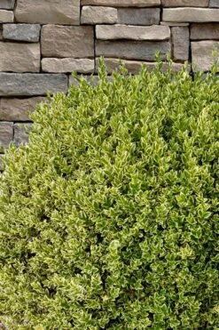 Variegated Boxwood (Buxus Sempervirens 'Aureovariegata') - 5 Gallon Pot 13 Variegated Boxwood (Buxus Sempervirens 'Aureovariegata') - 5 Gallon Pot -Garden Plant Shop buxus sempervirens aureovariegata variegated boxwood 10