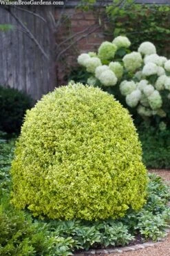 Variegated Boxwood (Buxus Sempervirens 'Aureovariegata') - 2 Gallon Pot