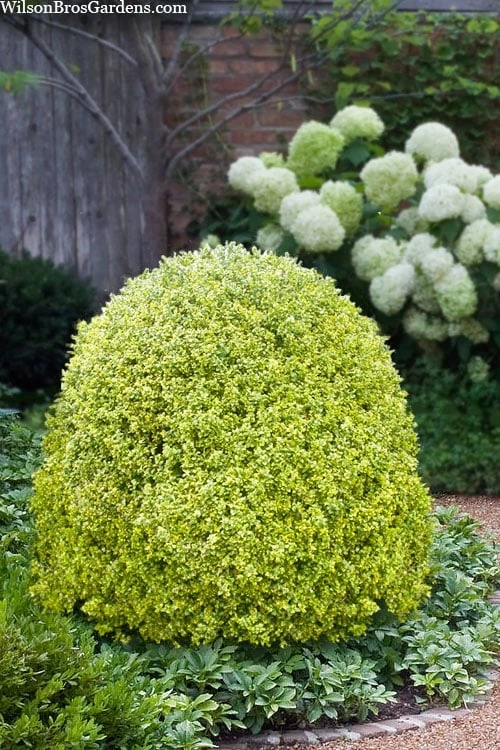 Variegated Boxwood (Buxus Sempervirens 'Aureovariegata') - 2 Gallon Pot 1 Variegated Boxwood (Buxus Sempervirens 'Aureovariegata') - 2 Gallon Pot