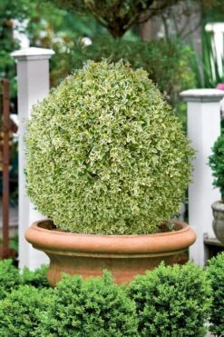Elegans Variegated Boxwood - Buxus Sempervirens 'Elegantissima' - 1 Gallon Pot 9 Elegans Variegated Boxwood - Buxus Sempervirens 'Elegantissima' - 1 Gallon Pot -Garden Plant Shop buxus sempervirens elegantissima variegated boxwood 101