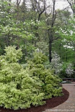 Elegans Variegated Boxwood - Buxus Sempervirens 'Elegantissima' - 6 Pack Of 1 Gallon Pots -Garden Plant Shop buxus sempervirens elegantissima variegated boxwood 102 3