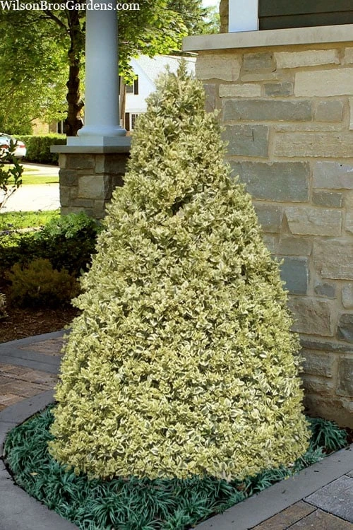Elegans Variegated Boxwood - Buxus Sempervirens 'Elegantissima' - 1 Gallon Pot 1 Elegans Variegated Boxwood - Buxus Sempervirens 'Elegantissima' - 1 Gallon Pot
