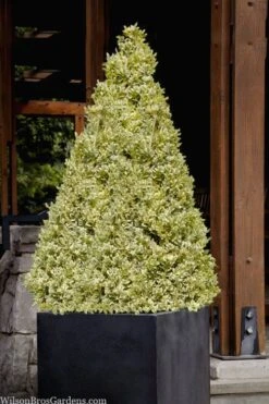 Elegans Variegated Boxwood - Buxus Sempervirens 'Elegantissima' - 3 Gallon Pot -Garden Plant Shop buxus sempervirens elegantissima variegated boxwood 105 2