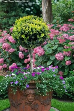 Boxwood Single Ball Standard Topiary (Buxus Sempervirens) - 5 Gallon Pot