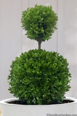 Dwarf English Boxwood Two-Ball Poodle Tier Topiary - 3 Gallon Pot -Garden Plant Shop buxus sempervirens suffruticosa standard two ball topiary boxwood 10