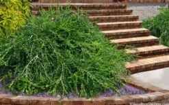 Unraveled Weeping Boxwood - 3 Gallon Pot -Garden Plant Shop buxus sempervirens unraveled weeping boxwood 15