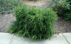 Unraveled Weeping Boxwood - 3 Gallon Pot -Garden Plant Shop buxus sempervirens unraveled weeping boxwood 7