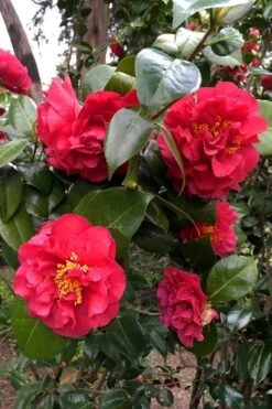 Turandot Camellia Japonica - 3 Gallon Pot -Garden Plant Shop caellia turandot 20