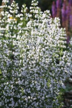 Calamint Plant (Calamintha Nepeta) - 1 Gallon Pot -Garden Plant Shop calamint 15