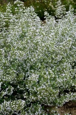 Calamint Plant (Calamintha Nepeta) - 1 Gallon Pot -Garden Plant Shop calamint 20