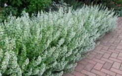 White Cloud Calamint - 5 Pack Of Quart Pots -Garden Plant Shop calamint white cloud 1 1