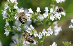 White Cloud Calamint - 5 Pack Of Quart Pots -Garden Plant Shop calamint white cloud 5 1