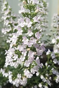 White Cloud Calamint - 5 Pack Of Quart Pots -Garden Plant Shop calamint white cloud 7 1