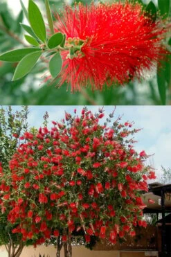 Red Cluster Bottlebrush Tree - 7 Gallon Pot 8 Red Cluster Bottlebrush Tree - 7 Gallon Pot -Garden Plant Shop callistemon red cluster bottlebrush 102