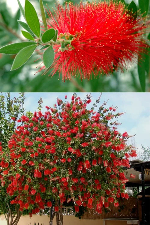 Red Cluster Bottlebrush Tree - 7 Gallon Pot 4 Red Cluster Bottlebrush Tree - 7 Gallon Pot - Image 4
