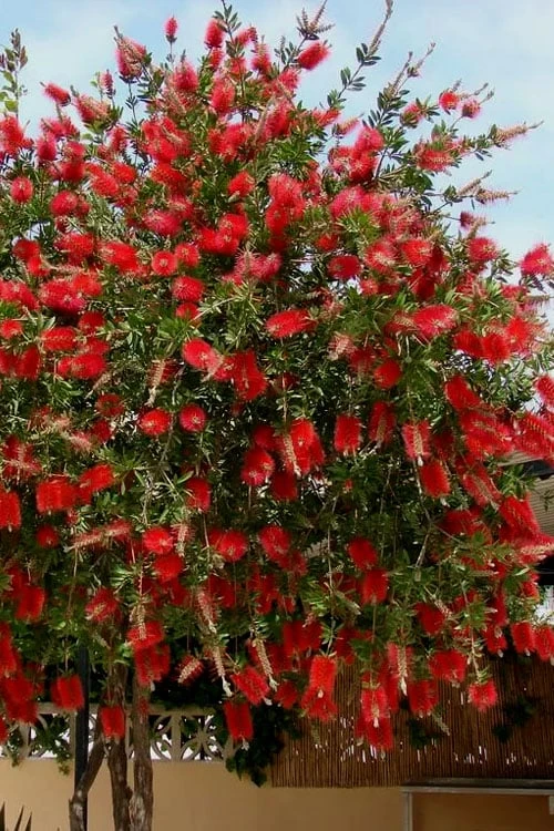 Red Cluster Bottlebrush Tree - 3 Gallon Pot 1 Red Cluster Bottlebrush Tree - 3 Gallon Pot