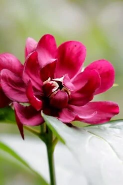 Hartlage Wine Sweetshrub (Calycanthus Raulstonii) - 3 Gallon Pot 13 Hartlage Wine Sweetshrub (Calycanthus Raulstonii) - 3 Gallon Pot -Garden Plant Shop calycanthus raulstonii hartlage wine sweetshrub 2