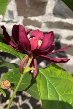Hartlage Wine Sweetshrub (Calycanthus Raulstonii) - 7 Gallon Pot -Garden Plant Shop calycanthus raulstonii hartlage wine sweetshrub 3 1