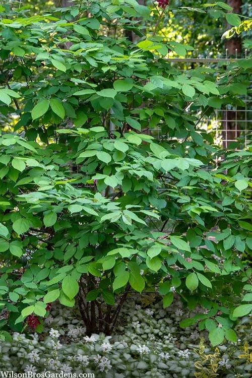 Simply Scentsational Sweetshrub (Calycanthus ) - 3 Gallon Pot 5 Simply Scentsational Sweetshrub (Calycanthus ) - 3 Gallon Pot - Image 5